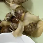 حلزونات للبيع