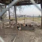 ديوك بلدي فيومي