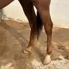 حصان واهو