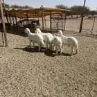 طليان ذبايح