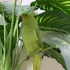 parrot ring neck 5months hand tame does not bite الطير خضرا