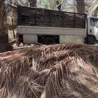 سعف نخل للحدائق والزينه