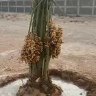 نخيل مثمر للبيع يتوفر توصيل وزراعه