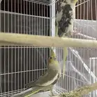 للبيع جوز كروان