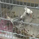 ذكر كروان هولندي