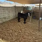 تيس عارضي فحل حار حار