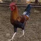 ثلاثةديكه واحد ماكنتوش