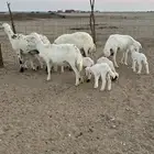 4 حريات معهن 8