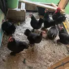 دجاج وديوك كوشن