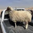 رخل نعيميه ذبيحه