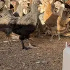 دجاج هجين براهما