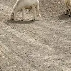 سواكن بيض