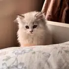 قطة انثى للبيع هيمالايا عمرها شهرين