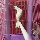 كناري ابيض تغريد