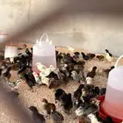 صوص بلدي وفيومي