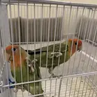 طيور روز زينة