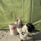ديك براهما كولومبي