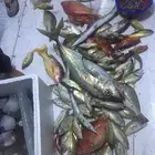 قارب بوت قوارب ابوات رحلات صيد كاستنج سباحة بياضة العاب