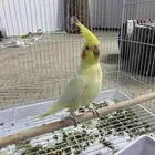 زوج كروان لاتينو تم البيع