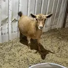 ماعز قزمي رباع