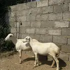 2 نعاج قرايب