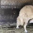 نعجه حايل