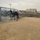 حاشي لباني شراكه باقي ربع فقط