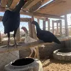 للبيع دجاج باكستاني العدد 9دجاج مع اديك عددهم 6