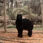 طلي نعيمي عربي