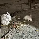 مكه