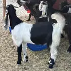 تيس عارضي مخصي