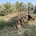 سعف نخل جريد البيع على السوم