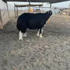 خروف نجدي مشروط