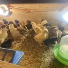 صوص بلدي