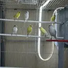 فروخ كناري سوري( تم البيع)
