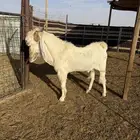 للبيع تيس هولندي