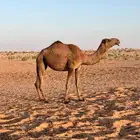 للبيع ضريبه شعلا