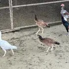 دجاج باكستاني