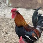 ديوك عربية سلالة قديمة