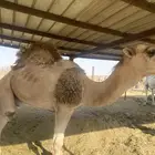 بعارين طيبه