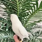 روز اللبينو الليف وهدد نهاية غر