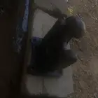 للبيع هك شاحنات