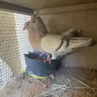 حمام للبيع