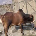 ثور للبيع