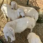 خرفان حريه للبيع