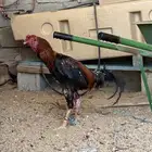 ديك باكستاني