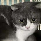 قط ذكر سكوتش فولد