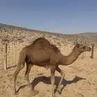 قعود طيب طيب على حليب أمه إلى الآن