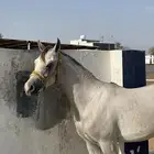 مهر للبيع