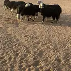 غنم نجد